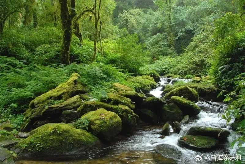 云南的2700年古茶树：神秘的森林宝藏、茶马古道的历见证