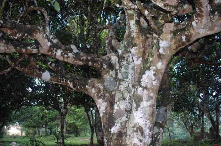 2700年古树茶叶云南宝藏地