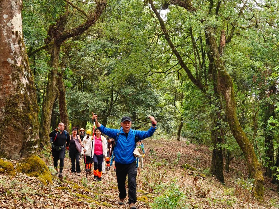 云南3200年古茶树：神秘、传说、茶文化、生命力、生态保护