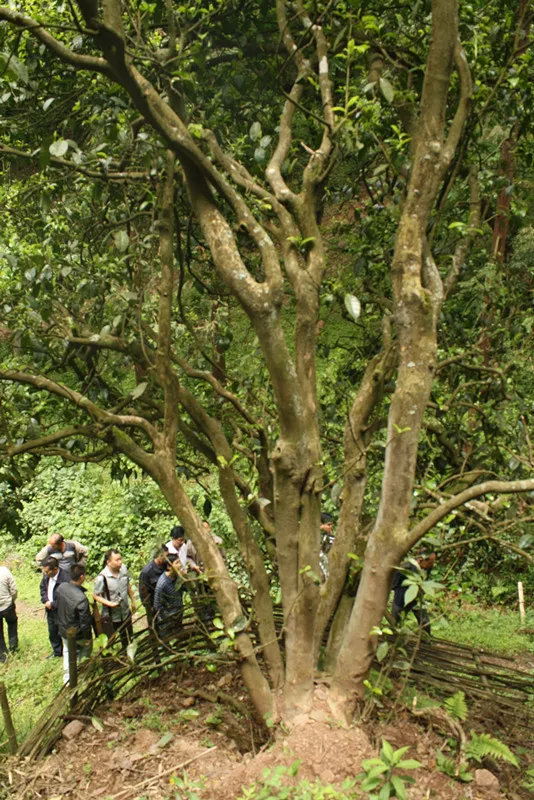 云南3200年古茶树：神秘、传说、茶文化、生命力、生态保护