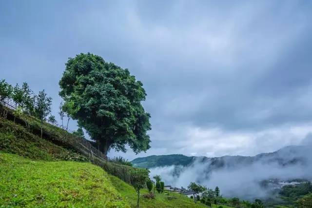 3200年古茶树在云南被开采：历、品种、生态环境、采收过程等全方位解析