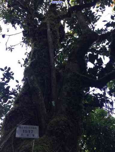 3200年古茶树在云南被开采：历、品种、生态环境、采收过程等全方位解析