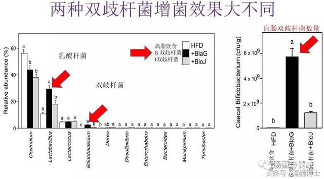 双歧杆菌与普洱茶的相容性研究：揭示潜在的相互作用