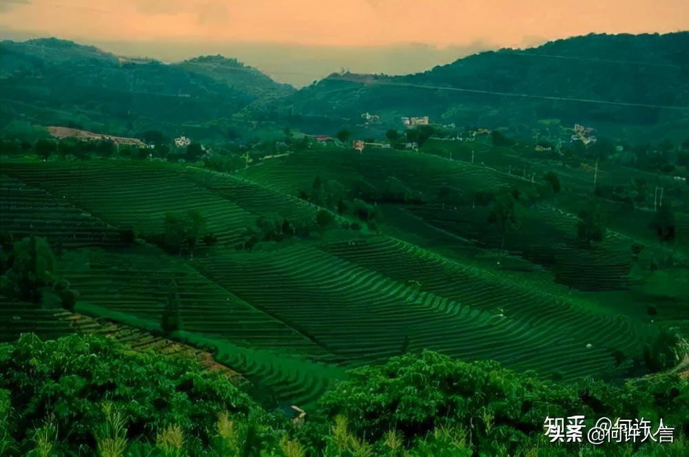 清朝的普洱茶拍卖及价格，现在还有吗？