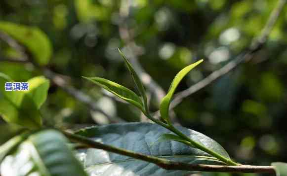 景迈古树普洱茶：独特品质与魅力解析，全面了解其特点与品鉴方法