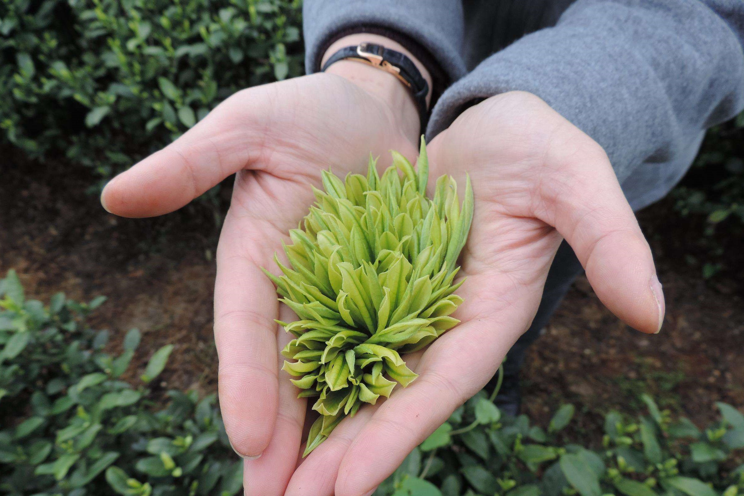 如何选择适合领导的茶叶？不同价位茶叶的推荐与比较