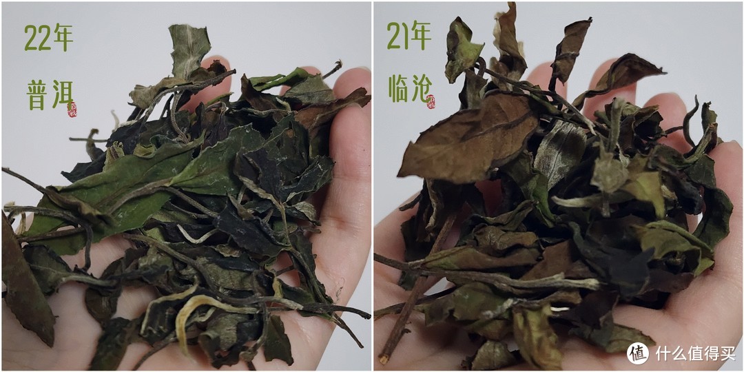 勐海白茶的独特之处与品鉴指南