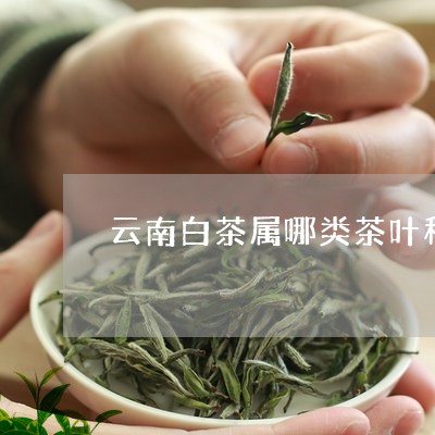 云南勐海白茶属于什么茶类