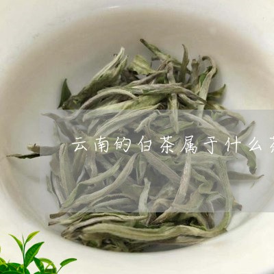 云南勐海白茶属于什么茶类