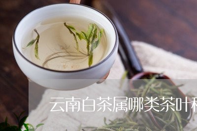 云南勐海白茶属于什么茶类