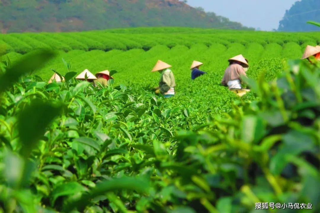 西双版纳裕元茶叶