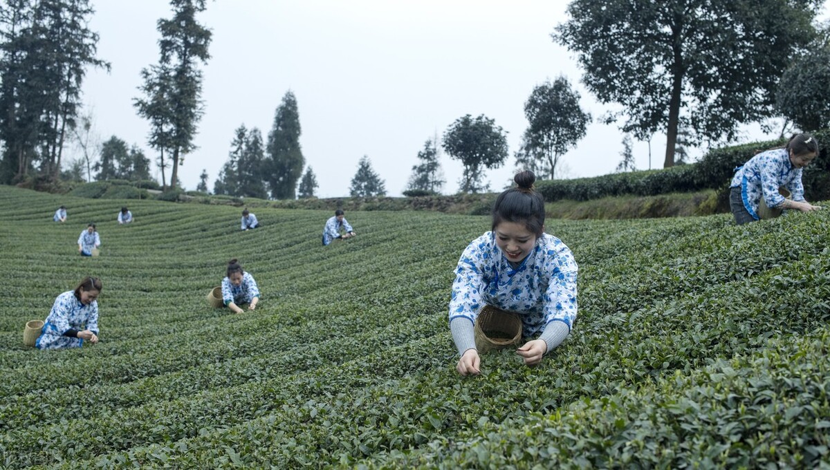 普洱茶存的湿度和度是多少度？