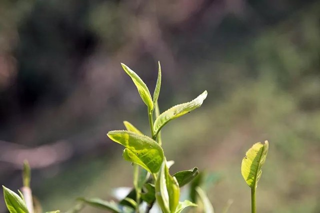 迎接炎：探索普洱茶的清凉魅力