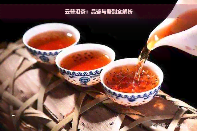 探索云南普洱茶：精选与品鉴指南