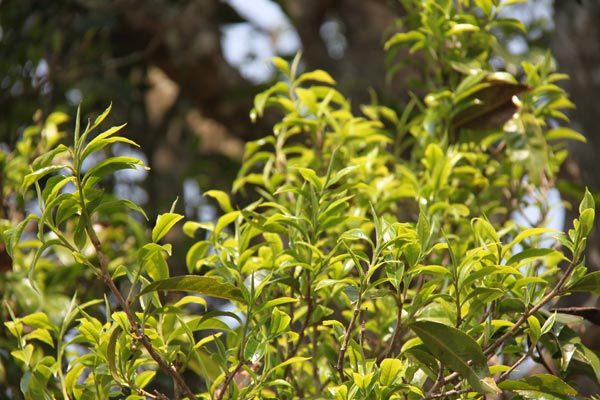 澜沧古茶邦崴古树熟茶：探索传统工艺与现代风味的完美融合