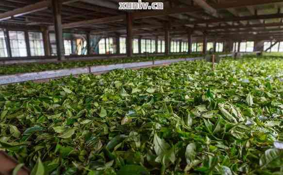 澜沧邦威王古茶厂简介及招聘信息