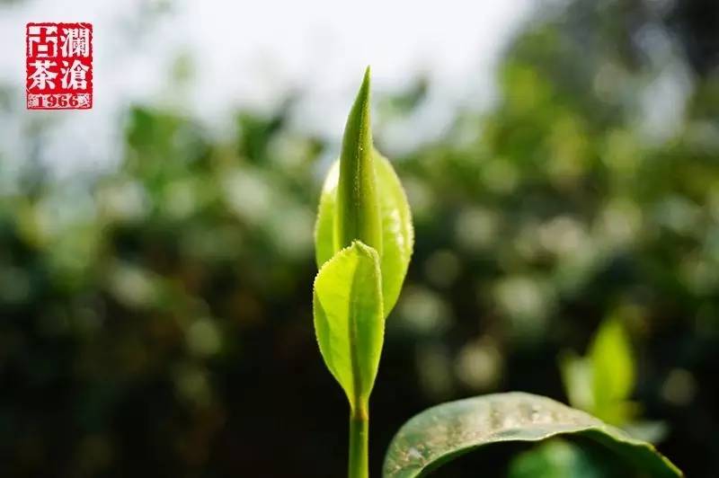 澜沧古茶树的奥秘与传承：邦崴茶区的自然传奇