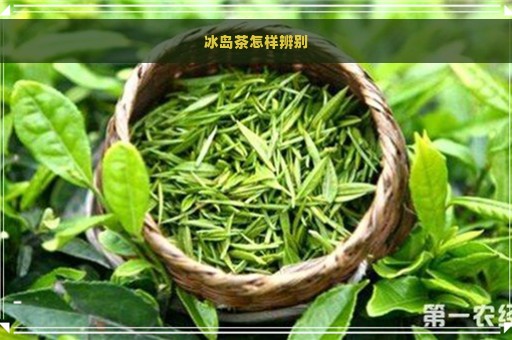 冰岛茶干茶的特点及鉴指南