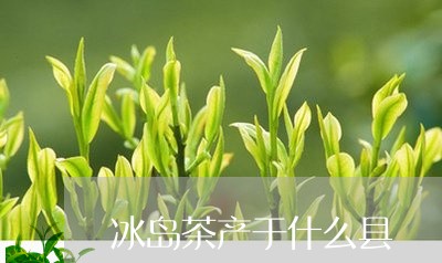 冰岛茶干茶的特点及鉴指南