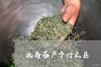 冰岛茶干茶特征与选购指南