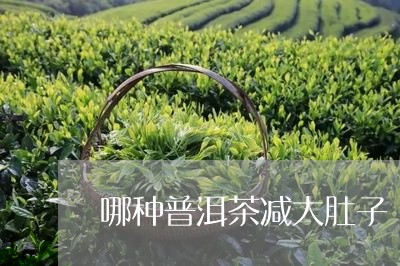 普洱大肚子茶的全面功效与多维作用解析