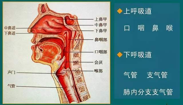 肺结节患者是否适宜饮用清肺排：一个全面的解答