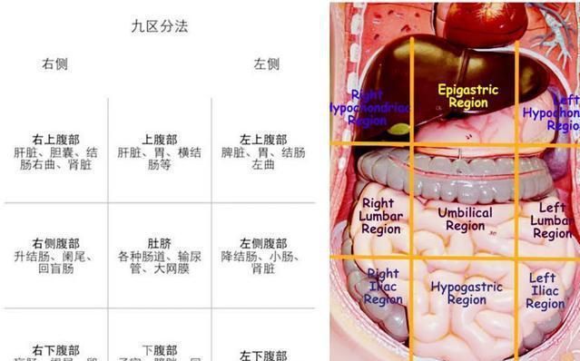 全面解答：如何通过饮用不同种类的茶来呵护胃部健，缓解烧心症状