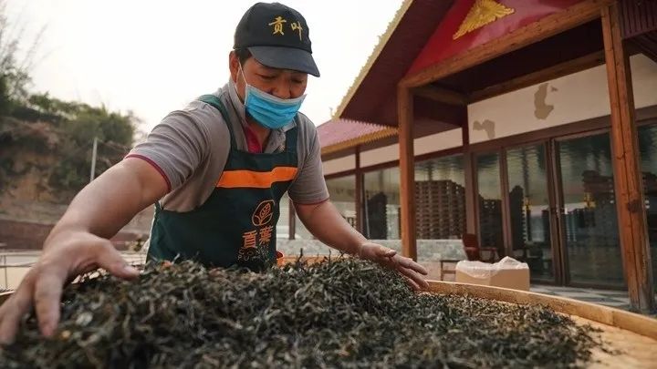 老班章茶王：1000克特制限量版珍藏级普洱茶