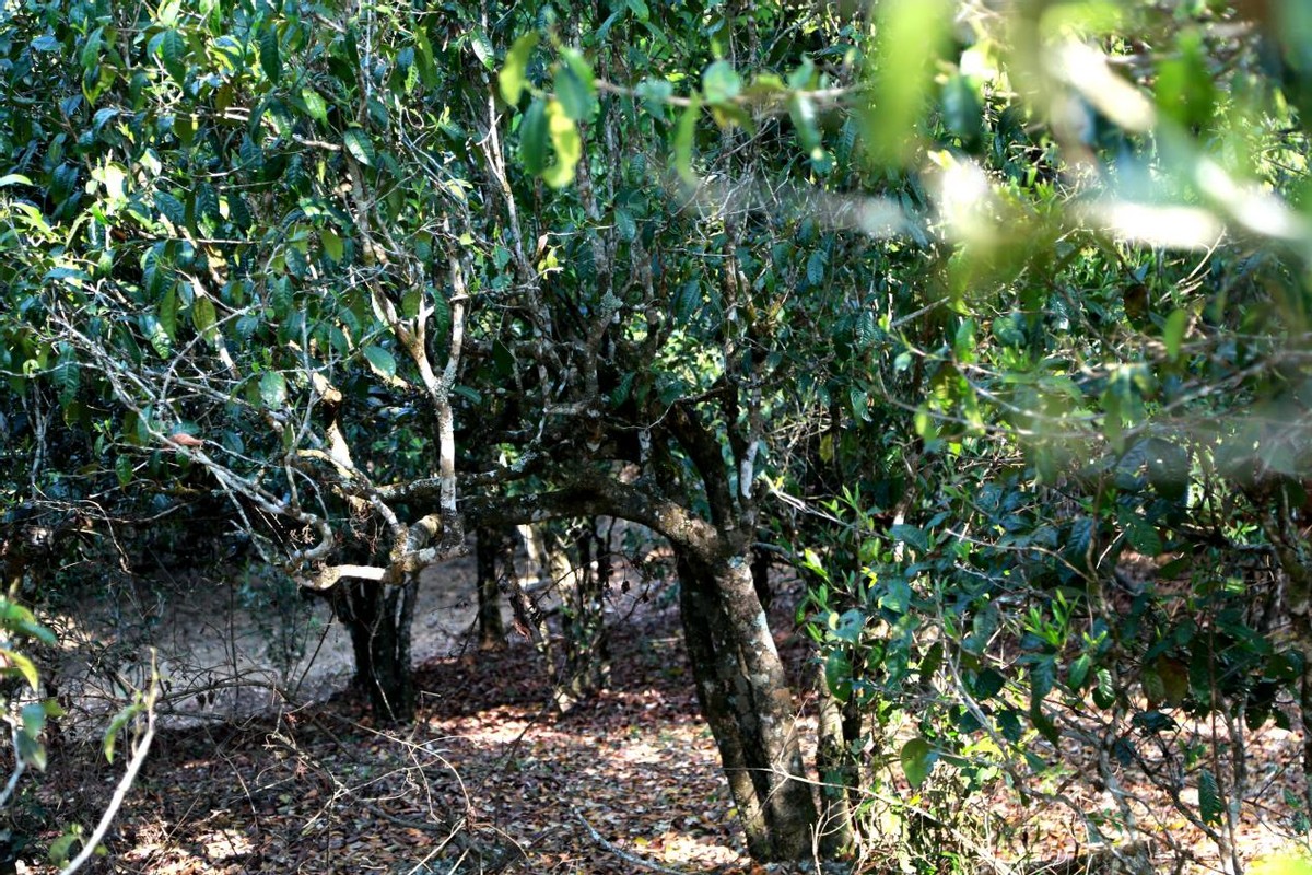 老班章茶王：1000克特制限量版珍藏级普洱茶