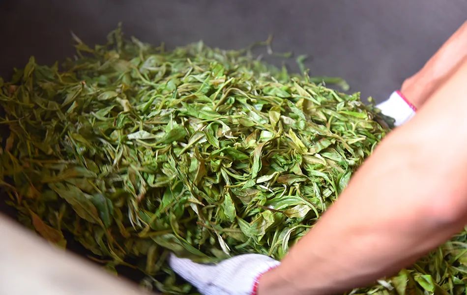 老班章茶王：1000克特制限量版珍藏级普洱茶