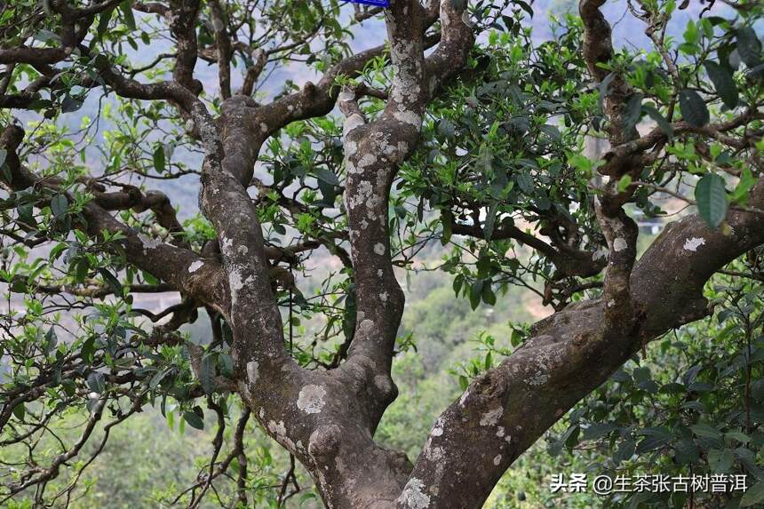 邦崴古树普洱茶 - 千年传承，自然馈赠