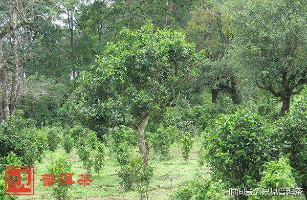 普洱茶邦崴茶特点