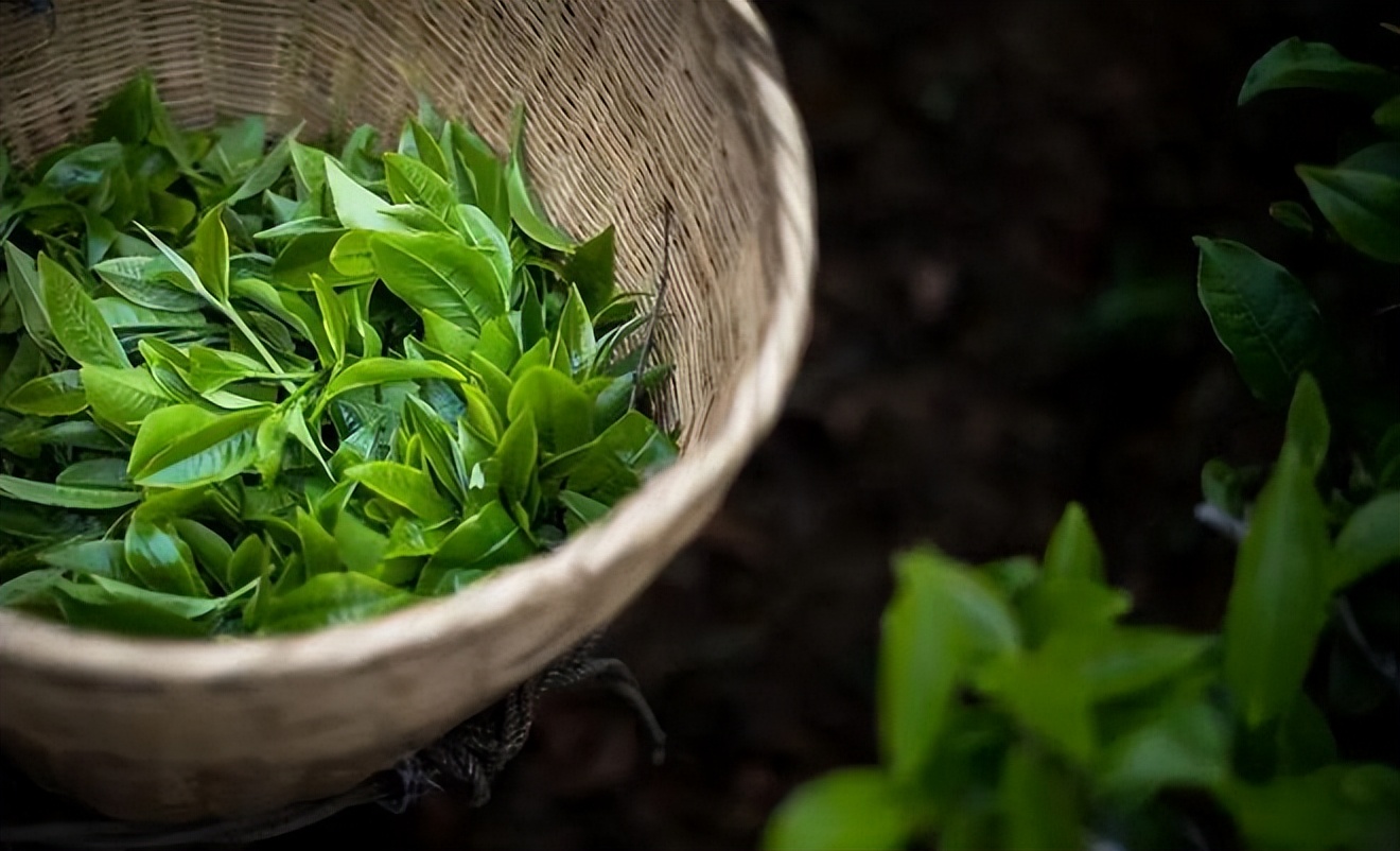 明清时期普洱茶的价格走势分析与记录