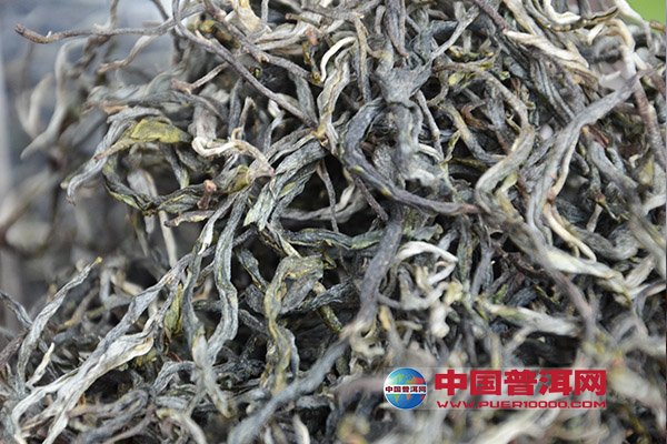 全面分析：绒毛多的普洱茶是否适合您？