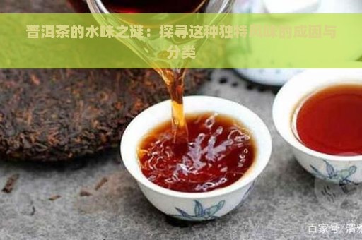 普洱茶独特风味的奥秘——探寻背后的味道成分