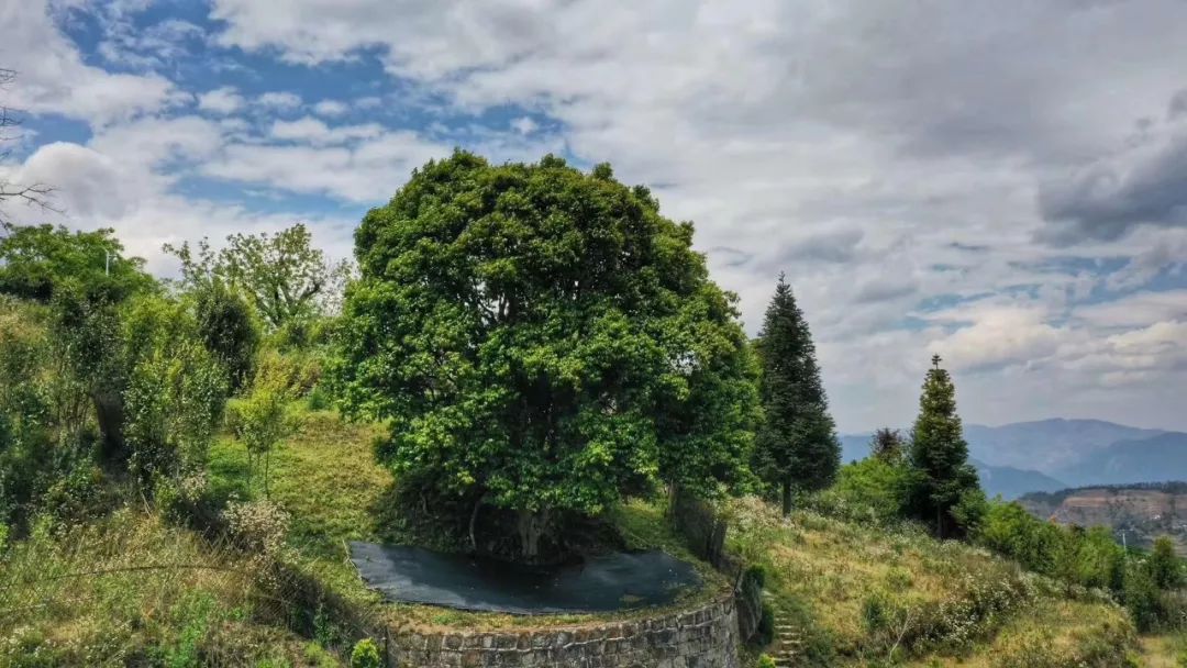 普洱茶的原产地、历背景与文化意义