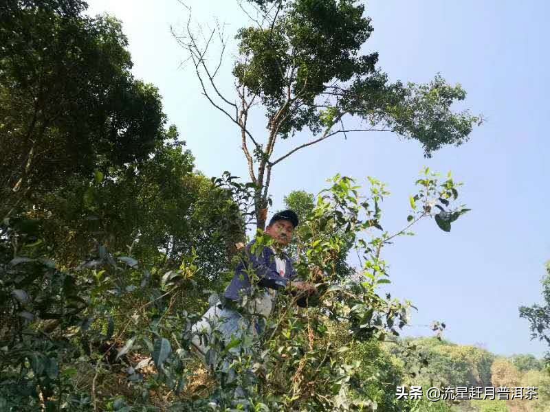 普洱茶加盟费用全解析：如何计算投资成本，选择合适并掌握成功秘诀