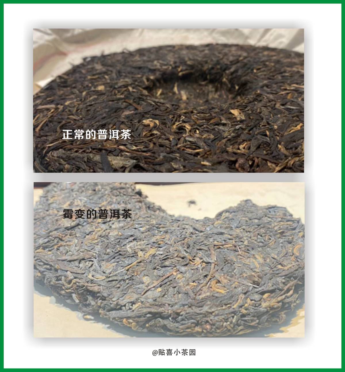 普洱茶干净生吗?