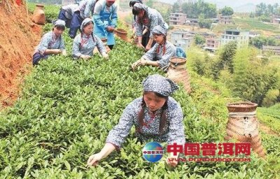 赣县普洱茶重塑与市场推广策略