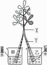 玉勒子的孔道尺寸是否在缩小？