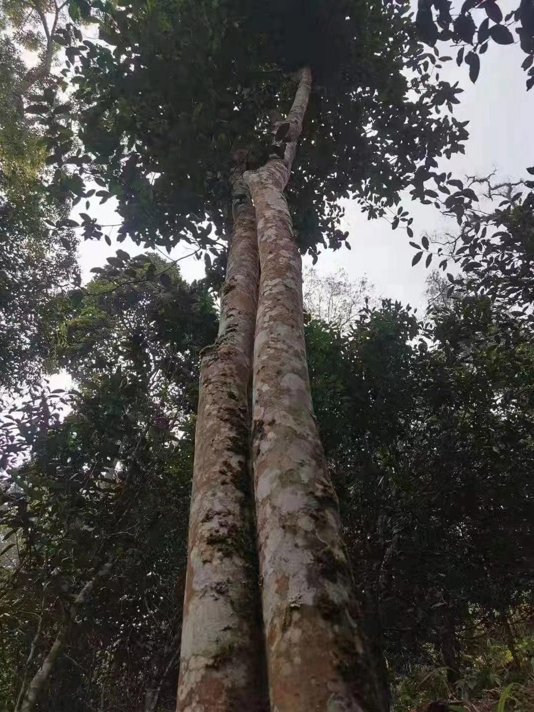 易武古树茶的口感特点介绍