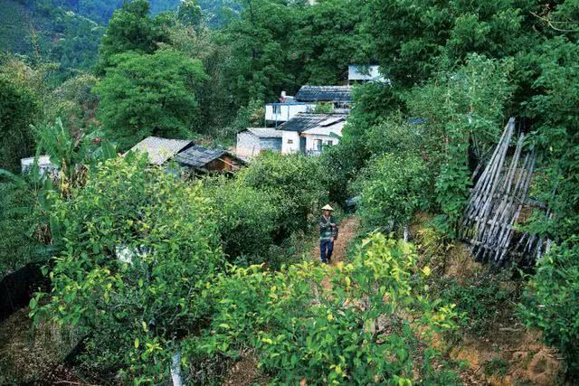 普洱茶香甜型山头种类介绍