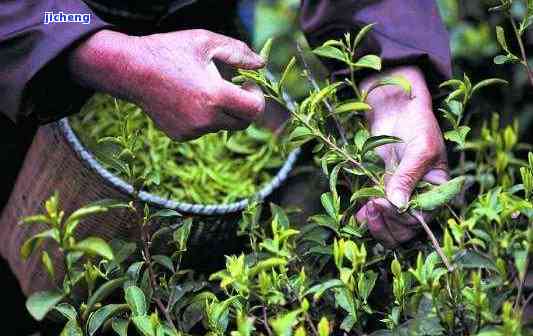 卖普洱茶绿茶赚钱吗是真的吗？