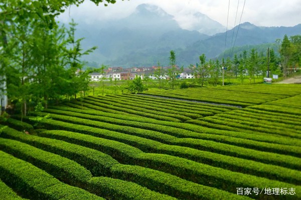 汉中茶业场地址