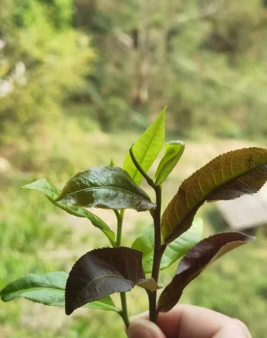 普洱茶叶片变紫的奥秘：探究其背后的原因与科学原理