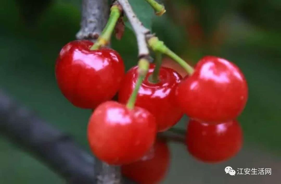 猫耳朵茶是哪里的产地