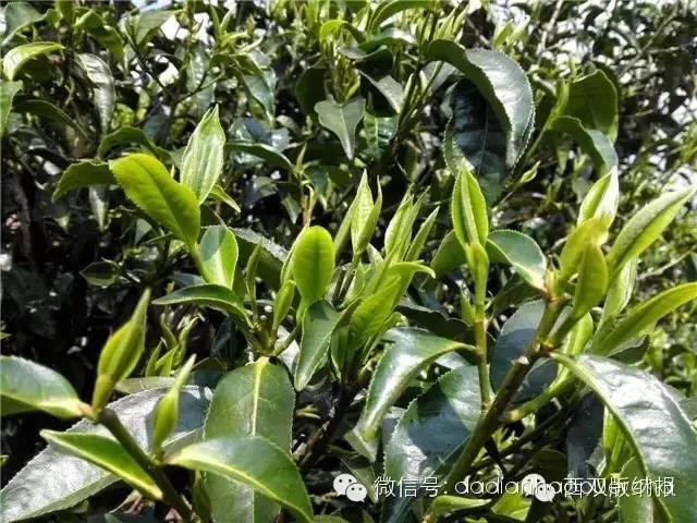 勐海老班章古树茶价格趋势分析