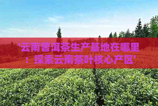 云南普洱茶产业领袖：探索中国更大的普洱茶生产基地