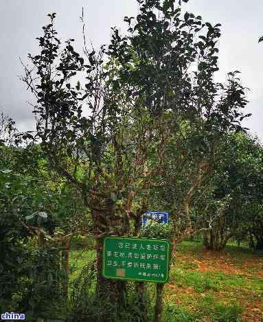 探索云南老班章：一个茶农的天堂与普洱茶的秘密产地