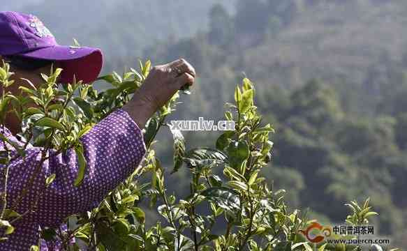 普洱茶的采摘时节：揭秘其与茶叶品质的密切关系